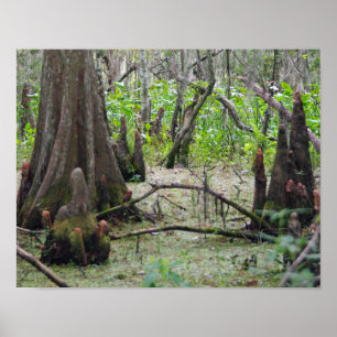Póster Árboles de Cypress en el pantano
