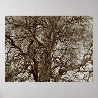Póster Árboles de invierno a principios de primavera - Se