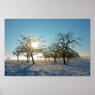 Póster Árboles de invierno al amanecer