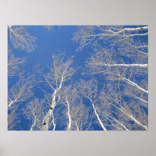 Póster Árboles de invierno de Aspen