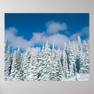 Póster Árboles de invierno, Steamboat, Colorado, Estados