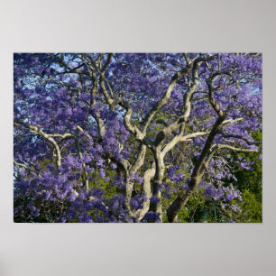 Póster Árboles de Jacaranda en flor en New Farm Park, 2