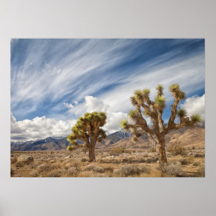 Póster Árboles de Joshua en el desierto