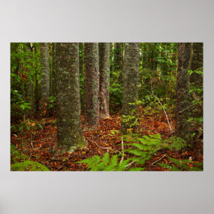 Póster Árboles de Kuri   Nueva Zelanda