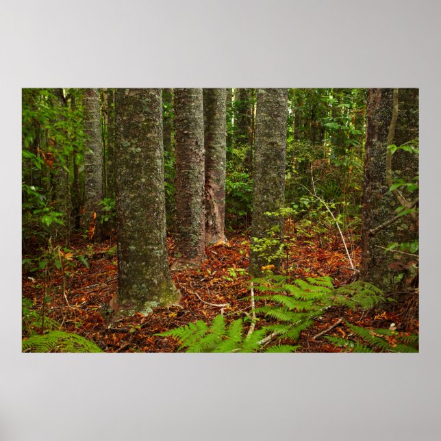 Póster Árboles de Kuri | Nueva Zelanda (Frente)