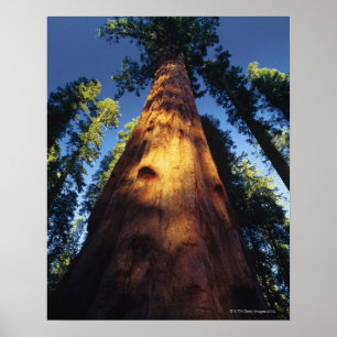 Póster Árboles de la secoya