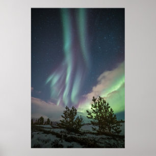Póster Árboles de las Luces del Norte