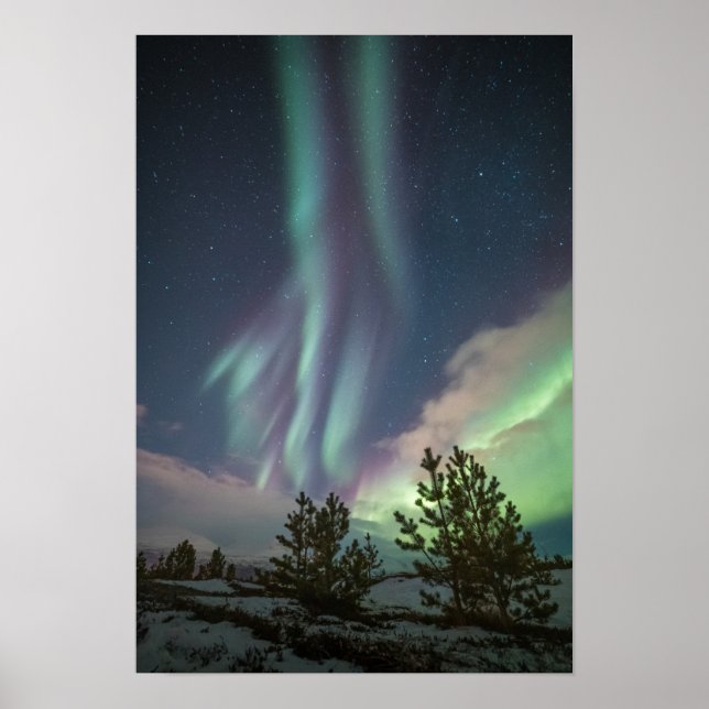 Póster Árboles de luces del norte (Frente)