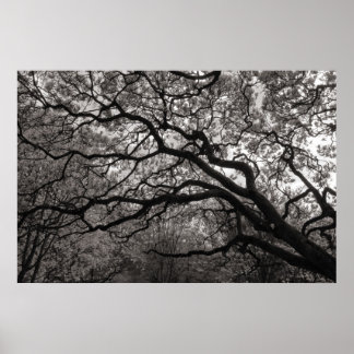 Póster Árboles de magnolia en flor 01