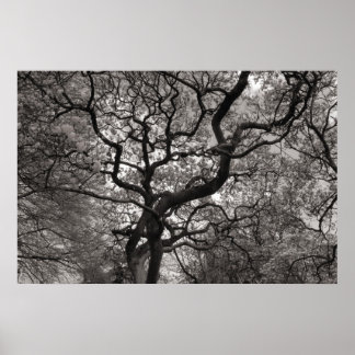 Póster Árboles de magnolia en flor 03