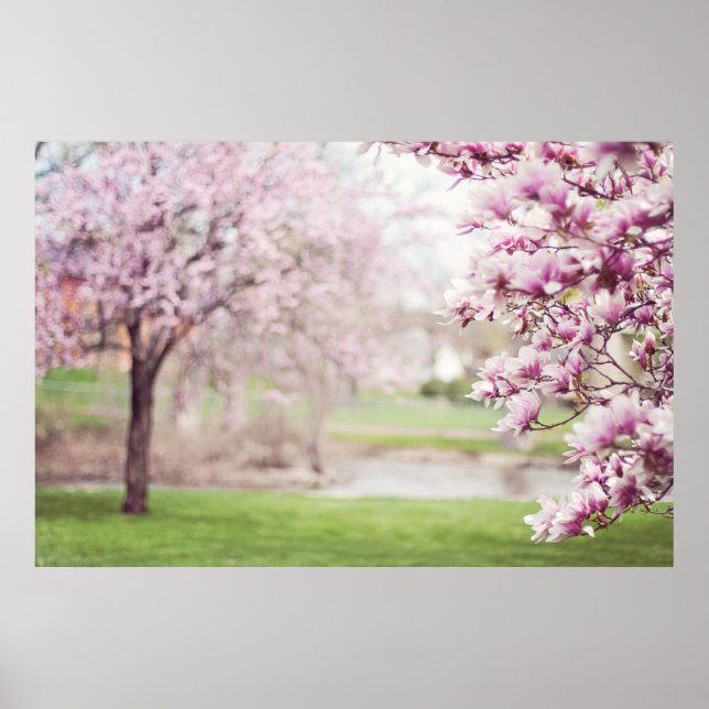 Póster Árboles de magnolia floreciendo (Frente)