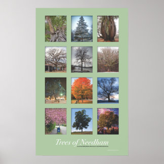 Póster Árboles de Needham 20"x32" Poster