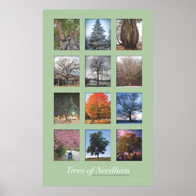 Póster Árboles de Needham 20"x32" Poster (Frente)