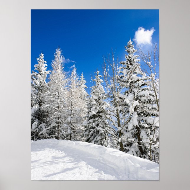 Póster Árboles de nieve bajo un cielo azul claro (Frente)