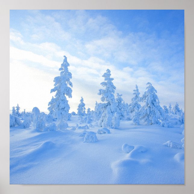 Póster árboles de nieve en Laponia, Finlandia (Frente)