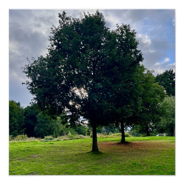 Póster Árboles de otoño (Anverso)