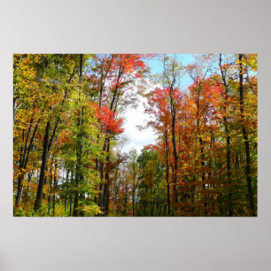 Póster Árboles de otoño y cielo azul Fotografía de la nat