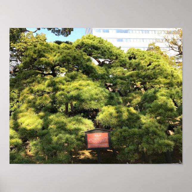 Póster Árboles de pino de 300 años (Frente)