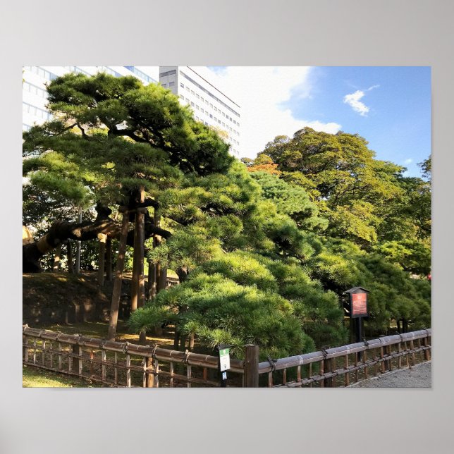 Póster Árboles de pino de 300 años (Frente)