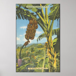 Póster Árboles de plátano de Jamaica Viaje vintage