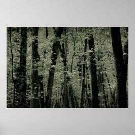 Póster Árboles de primavera