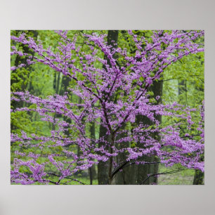 Póster Árboles de Redbud en plena flor de primavera cerca