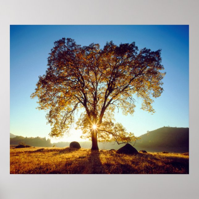 Póster Árboles de roble negro | Bosque nacional de Clevel (Frente)