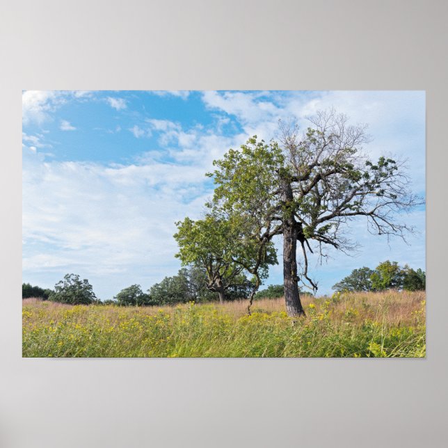 Póster Árboles de roble y pradera (Frente)