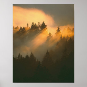 Póster Árboles de secoya en niebla costera, Condado de Ma