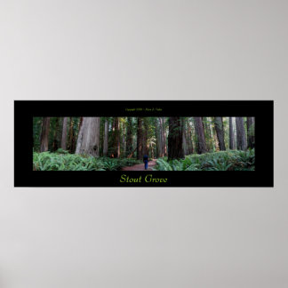 Póster Árboles de secuoya de Stout Grove