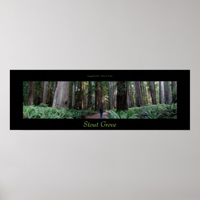 Póster Árboles de secuoya de Stout Grove (Frente)