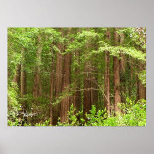 Póster Árboles de Secuoya en el Monumento Nacional Muir W