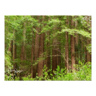 Póster Árboles de secuoya en monumento nacional Muir Wood