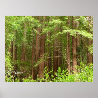 Póster Árboles de secuoya en monumento nacional Muir Wood