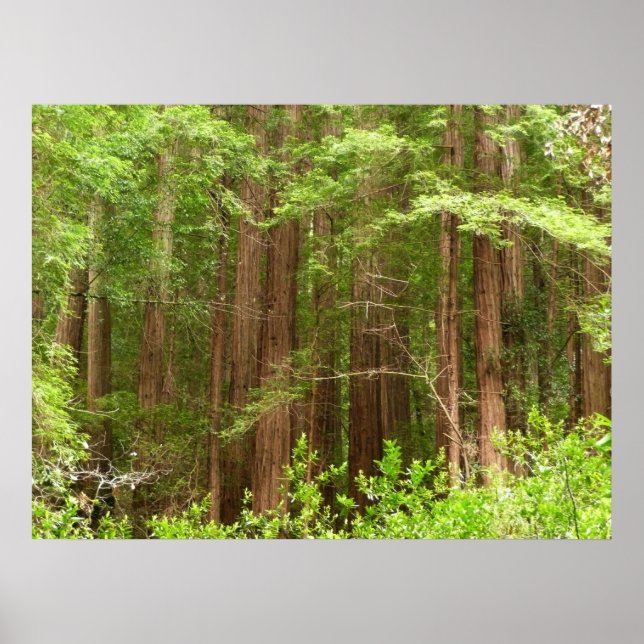 Póster Árboles de secuoya en monumento nacional Muir Wood (Frente)