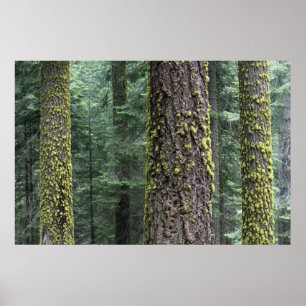 Póster árboles de Secuoya gigante en el bosque, Secuoya y