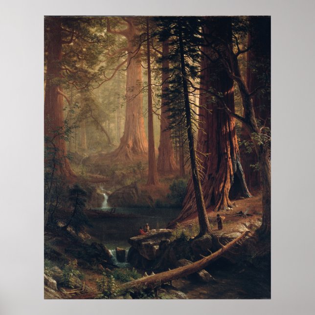 Póster Árboles de secuoya gigantes de California Albert B (Frente)