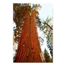Árboles de secuoyas de parejas fieles, yosemite