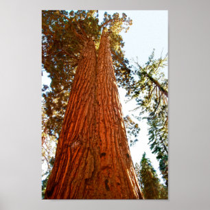 Póster Árboles de secuoyas de parejas fieles, yosemite