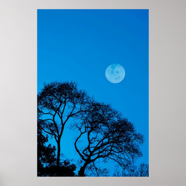 Póster Árboles de silueta y luna llena (Frente)