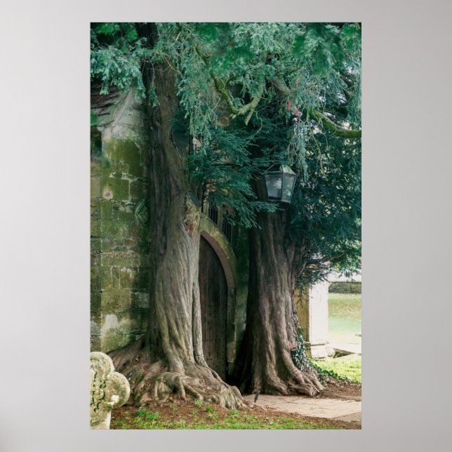 Póster Árboles de tejo antiguos (Frente)