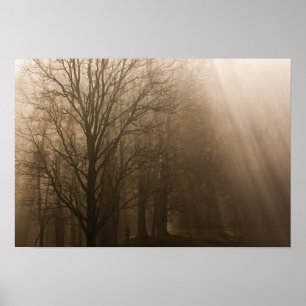 Póster Árboles de Tennessee en niebla Gran Montaña Hume