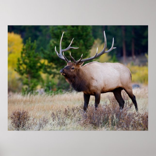 Póster Árboles de toros y alcahuelas | Parque nacional de (Frente)