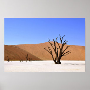 Póster Árboles del desierto