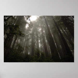 Póster Árboles del misterio