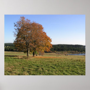 Póster árboles del otoño