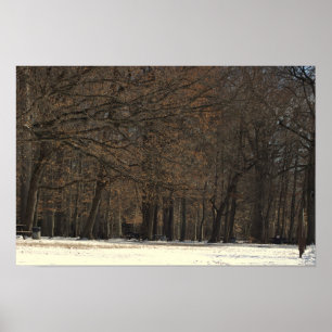 Póster Árboles del parque y Poster de nieve