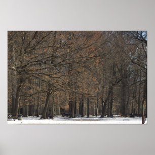 Póster Árboles del parque y Poster de nieve