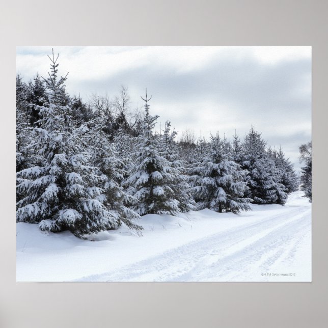 Póster Árboles ecológicos y carreteras nevadas (Frente)