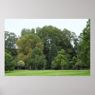 Póster Árboles en Bute Park, Cardiff